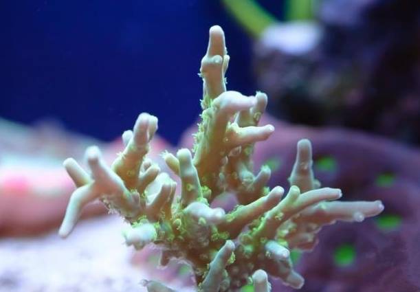 新手玩海缸教程,初学者玩海缸视频