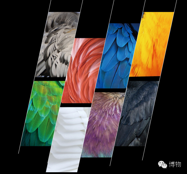 人鱼马甲两条线,人鱼线马甲线