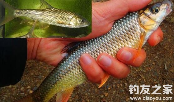 赤尾子鱼的垂钓技巧,赤尾子鱼吃法