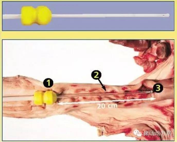 猪场分娩舍的管理要点,猪场分娩舍有哪些重点