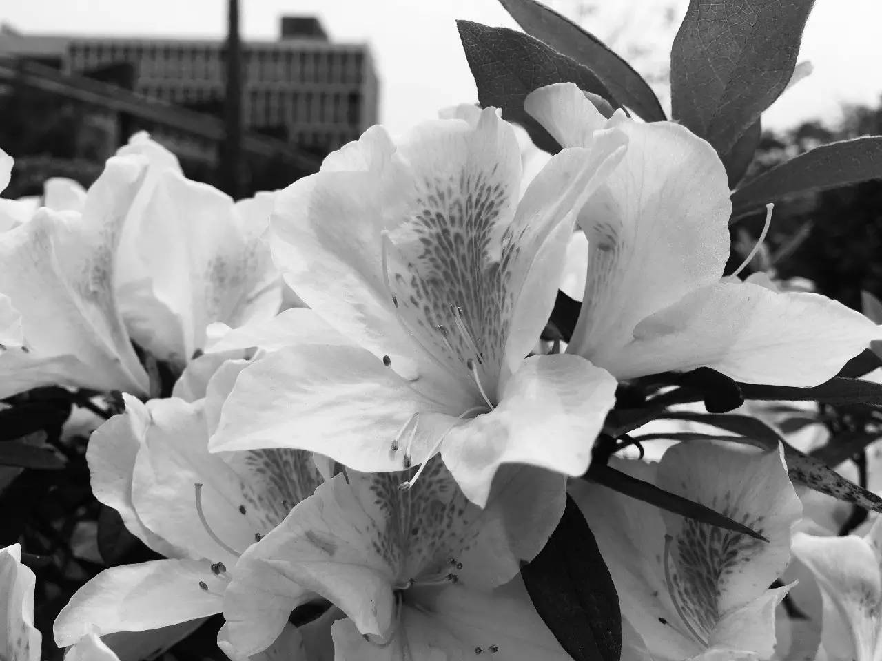 华为p9徕卡色彩最好的固件版本,华为p9是不是第一部徕卡双摄手机