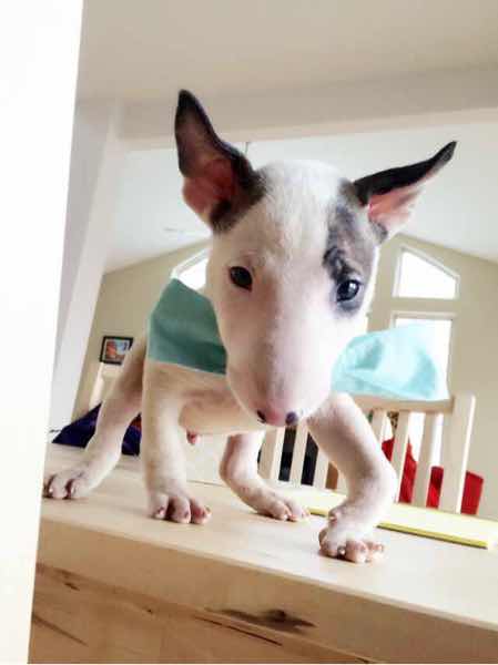 狗狗前腿弯了怎么回事,狗狗前腿弯曲是什么原因