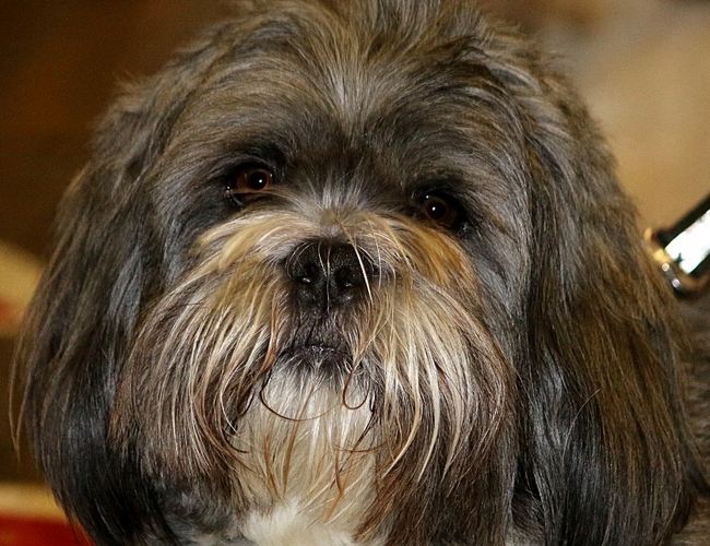 狗狗智商排名介绍,狗狗智商排行列表