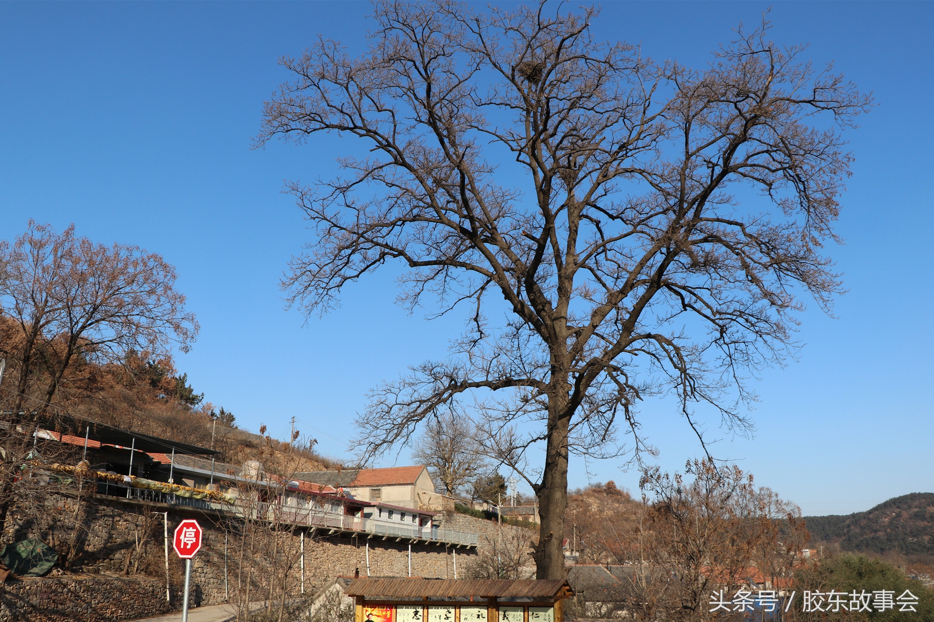 实拍：烟台海阳一个山村的影像，房子建在半山腰上