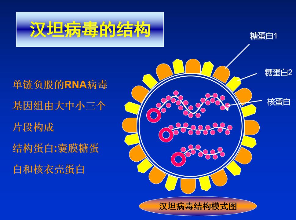 肾综合征出血热病原学、流行病学、发病机制、临床检查预后治疗