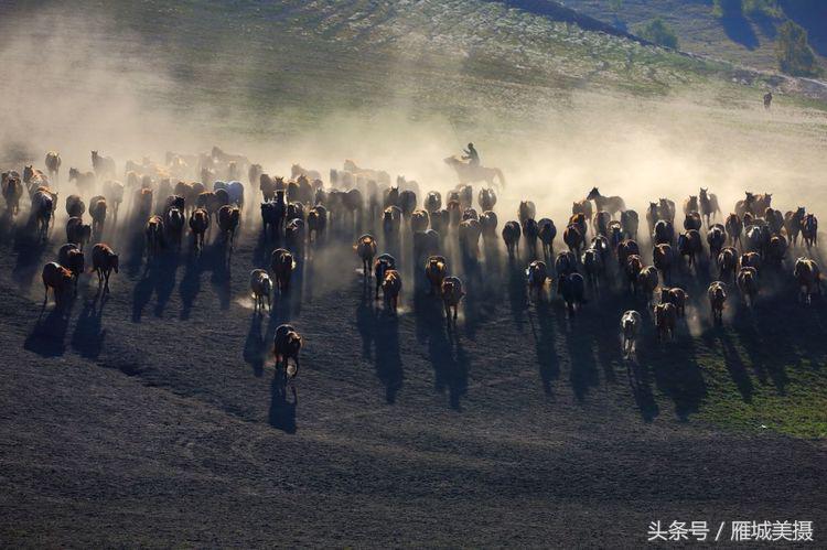 坝上草原奔马图片,坝上奔马摄影