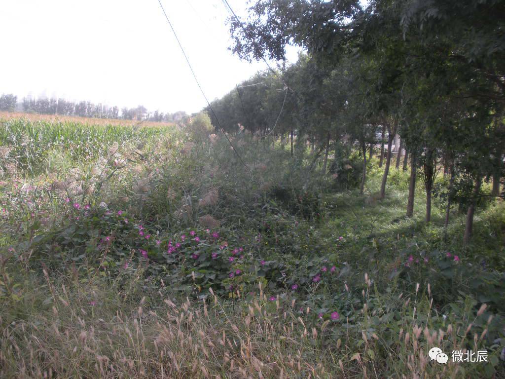 2024年北辰区20项民心工程定了吗,北辰2024民心工程项目