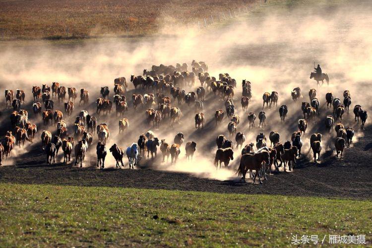 坝上草原奔马图片,坝上奔马摄影