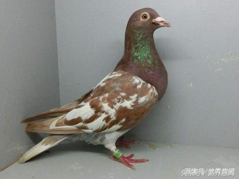 现在你也可以轻松的治疗鸽痘