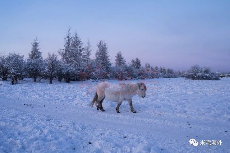 零下60多度农村怎么生活,俄罗斯西伯利亚最冷村庄零下70度
