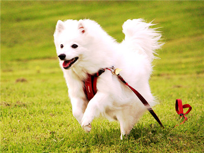 养银狐犬有什么注意事项,银狐犬的正确饲养方法