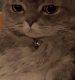 怎么样识别猫对人的依赖,怎么了解猫的心理