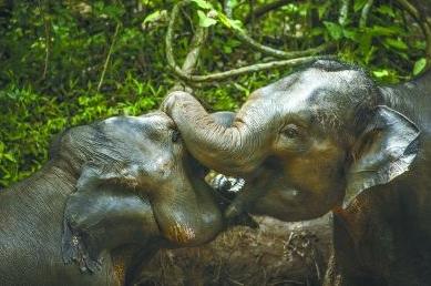 当今动物的进化,世界上100种动物的进化史