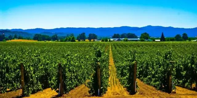 加州最好喝的红酒,美国最贵的葡萄酒是什么