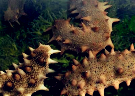 海参价格大概多少钱一斤,目前海参价格是多少钱一斤