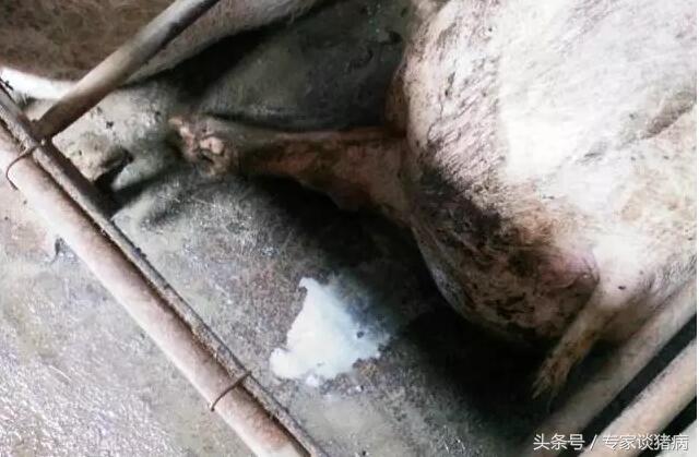 规模化猪场母猪繁殖障碍问题解决方案以及引起繁殖障碍的疾病分析