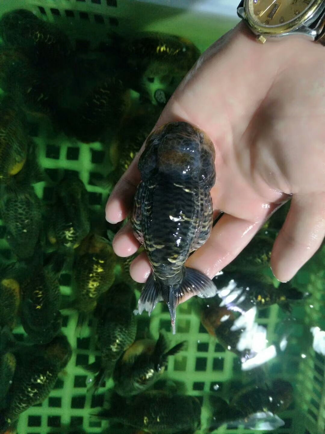 锦鲤鱼金鱼品种图谱大全,最便宜的金鱼是什么品种