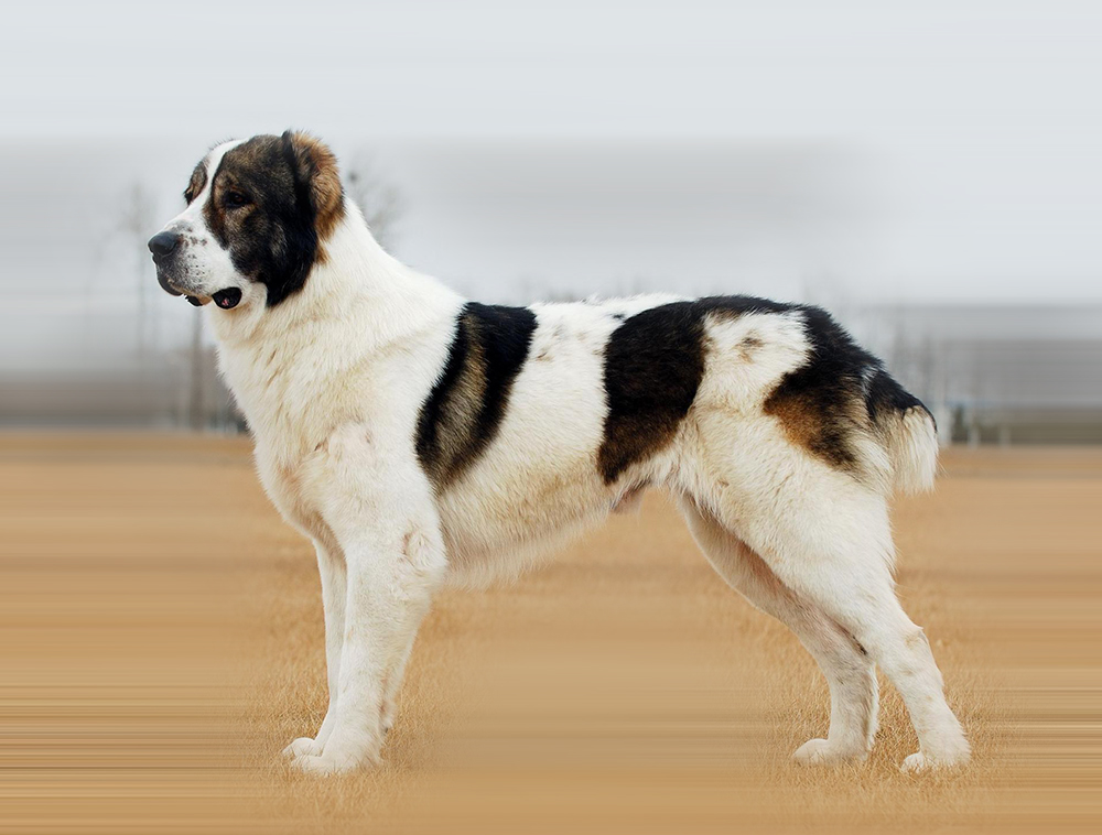 俄罗斯都敢养的宠物都有哪些,俄罗斯养的动物都是什么类型的