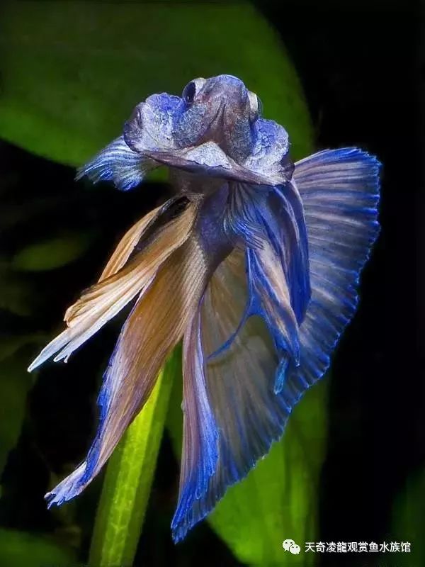 观赏鱼体内的寄生虫如何治疗,观赏鱼寄生虫治疗处理