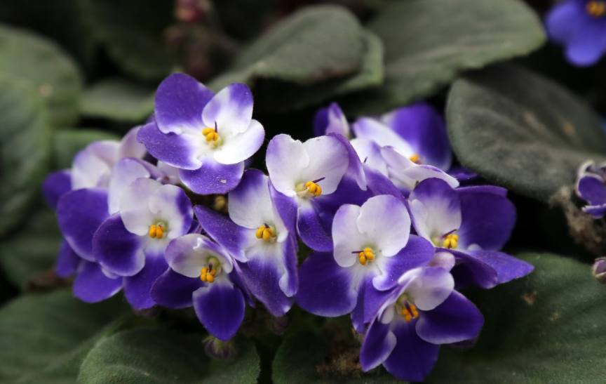 非洲堇的简单养法,非洲堇养护方法