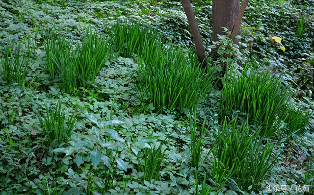 彼岸花为什么有叶无花有花无叶,有花无叶彼岸花