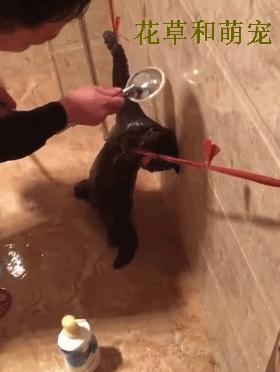 猫咪不愿意洗澡怎么给猫清洁,猫咪不洗澡有什么办法吗