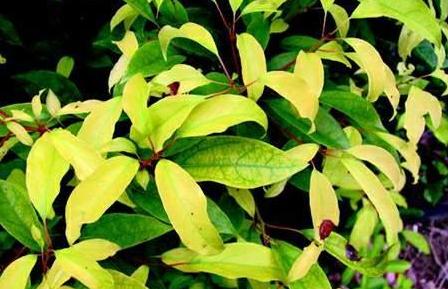 山楂树黄化病治疗方法,山楂黄叶的原因和处理办法