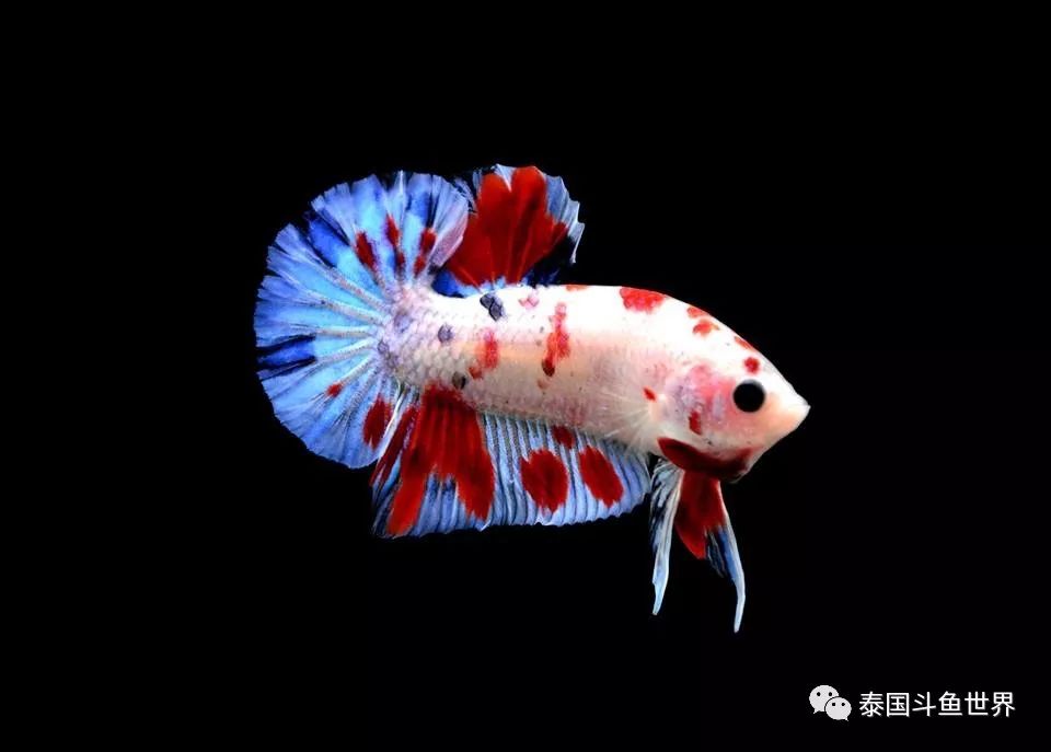 泰国斗鱼拍卖小丑鱼,泰国斗鱼拍卖最新视频