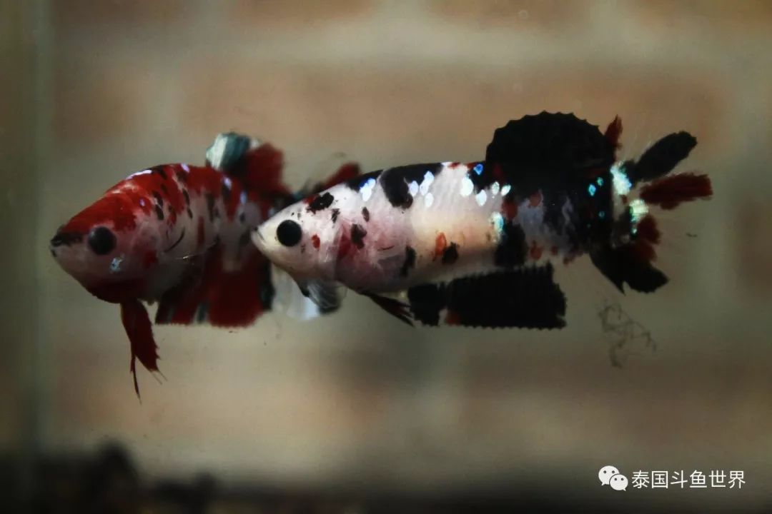 泰国斗鱼拍卖小丑鱼,泰国斗鱼拍卖最新视频
