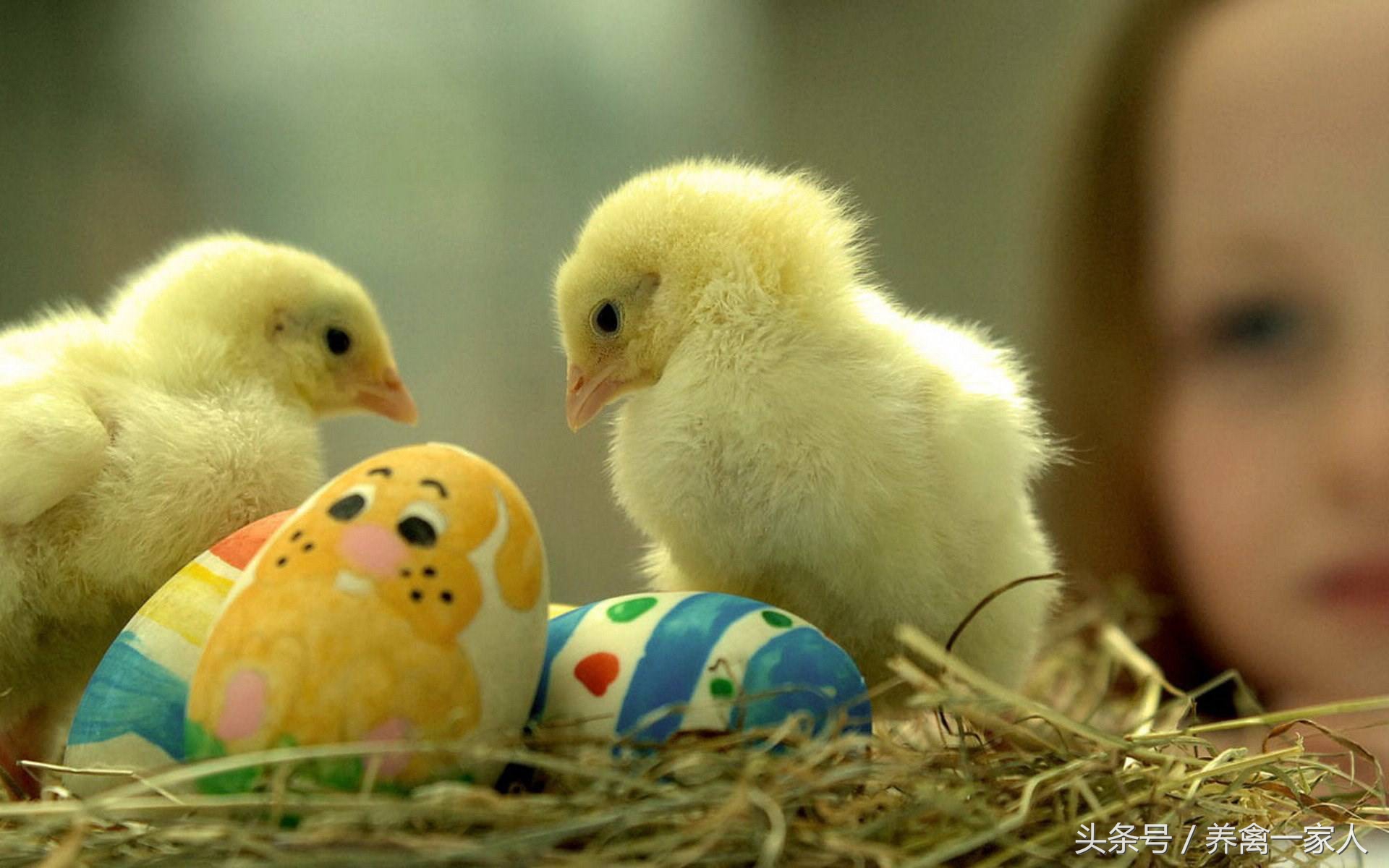 养鸡方法鸡拉白痢怎么办,鸡治白痢最快方法