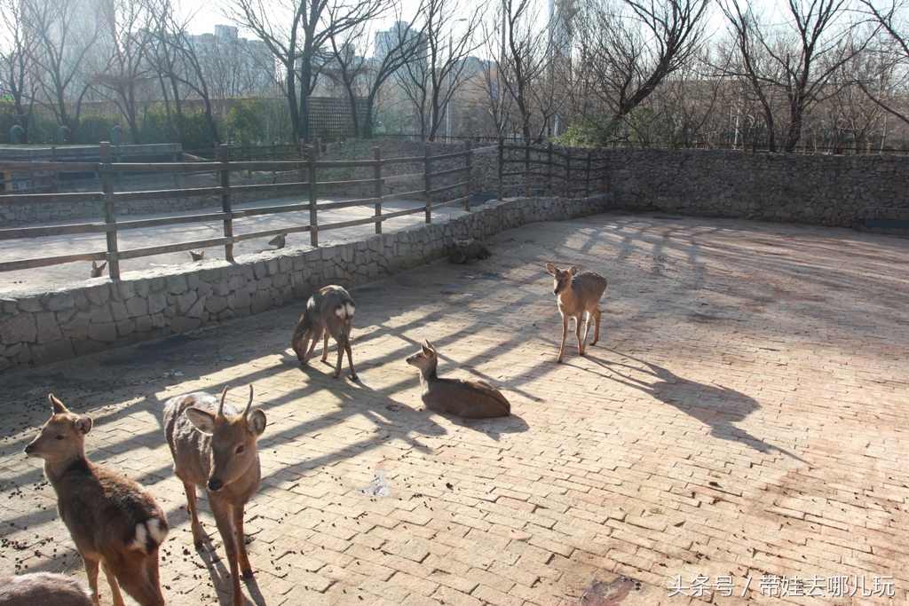 奥森附近小动物乐园,奥森公园世外桃源