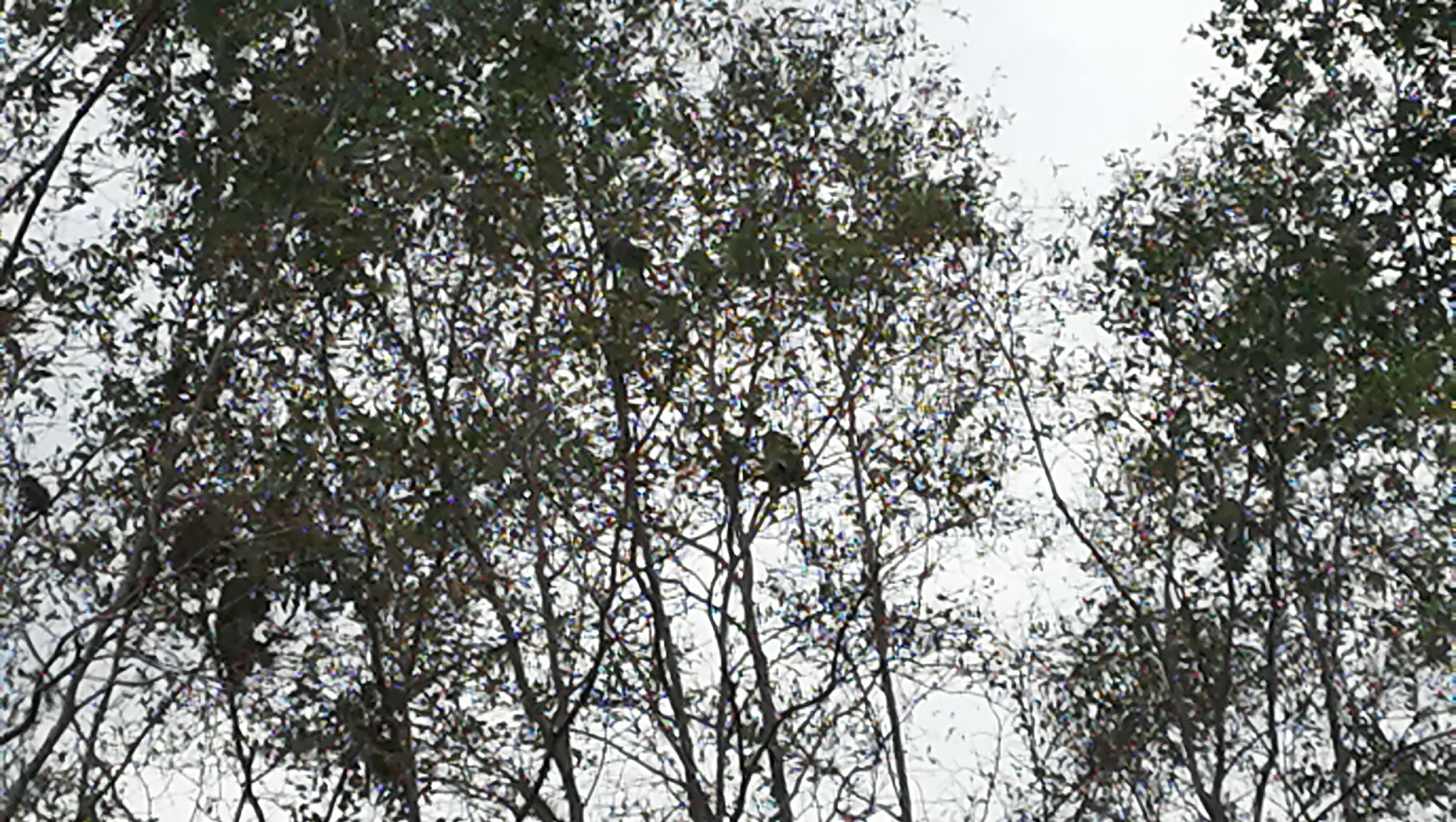 第一次沙巴克攻城,探索马来西亚沙巴美丽之旅