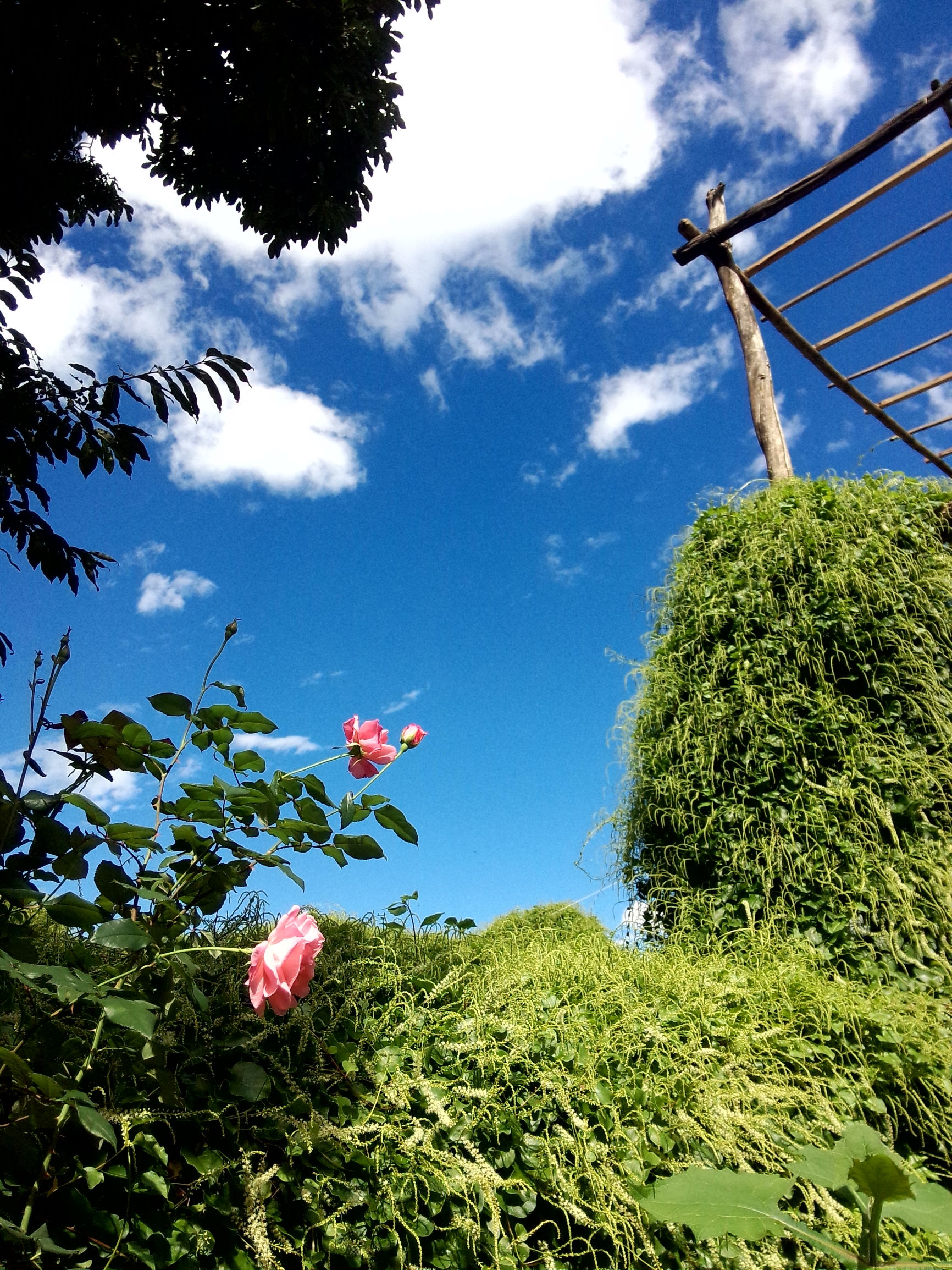 因为爱情,让旅途中的他们留在了大理