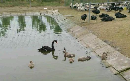 黑天鹅的养殖技术和方法,黑天鹅养殖技术视频大全