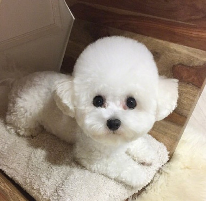 三个月比熊乱撒尿怎么办,3个月比熊到处拉屎