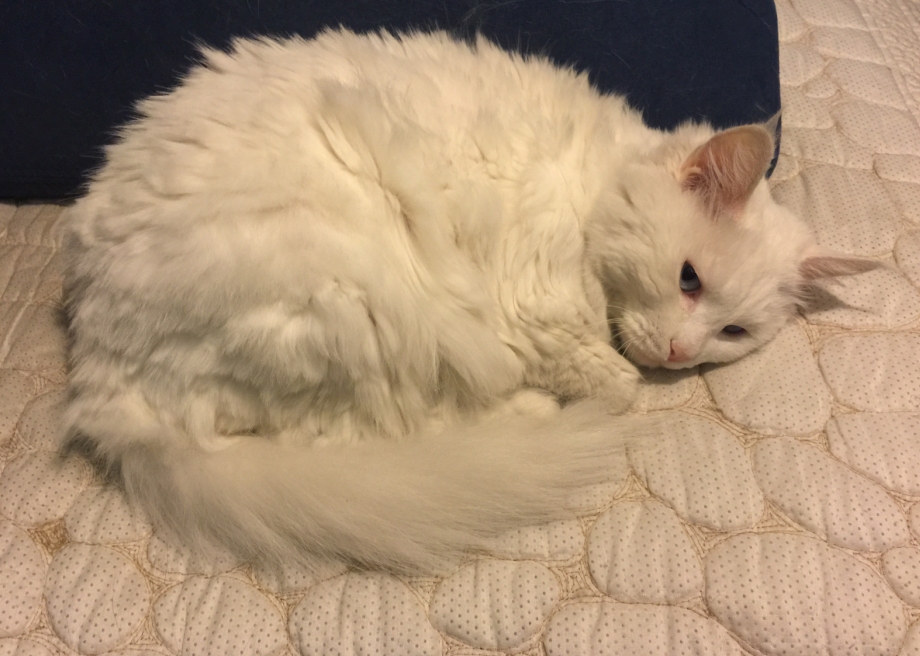 李大霄2022股市看好哪个板块,李大霄2022股市大牛预测视频