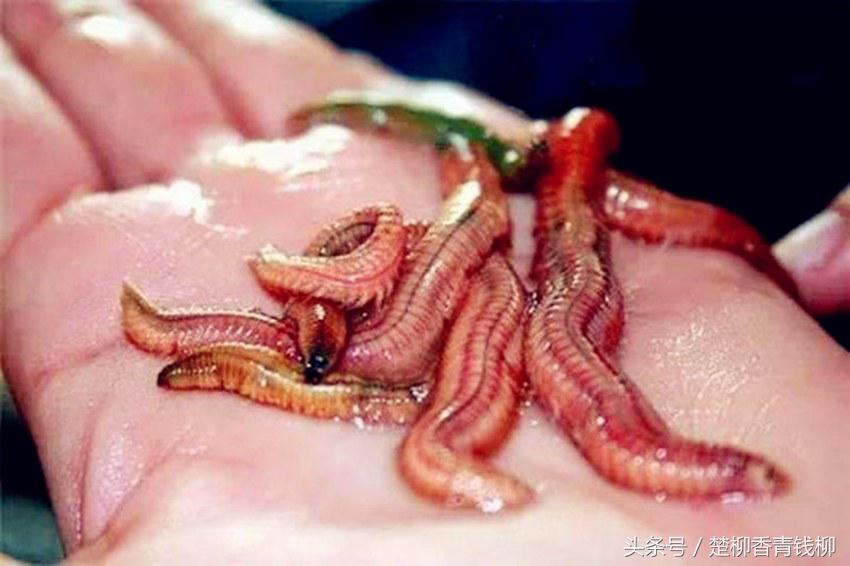 泥地里罕见的“绝世美味”,卖100多元一斤,亩产值高达10万!