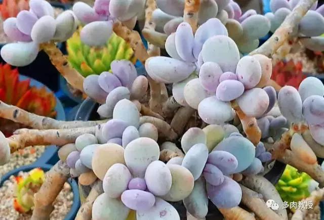 韩国大棚多肉视频,韩国原装进口多肉大棚