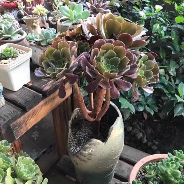 多肉老桩皮实还是小棵的好养,刚买回来的老桩多肉换盆注意事项