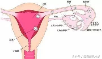 以下几种表现说明排卵日到了，抓住黄金受孕机会，宝宝在召唤你！