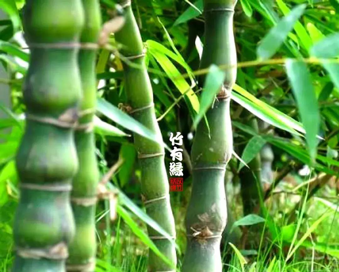 罗汉竹是怎么养的,罗汉竹怎么养好活