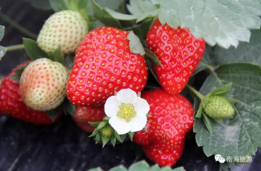 香甜多汁！佛山周边草莓采摘地图出炉！