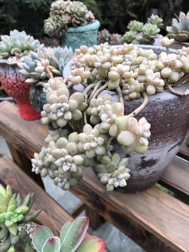 多肉老桩皮实还是小棵的好养,刚买回来的老桩多肉换盆注意事项