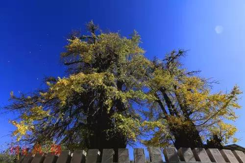千年古银杏树腾冲界头,千年银杏树王的图片