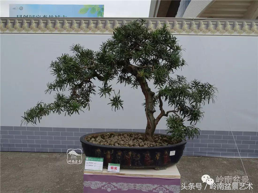 招财好运盆景,罗汉松开运招财