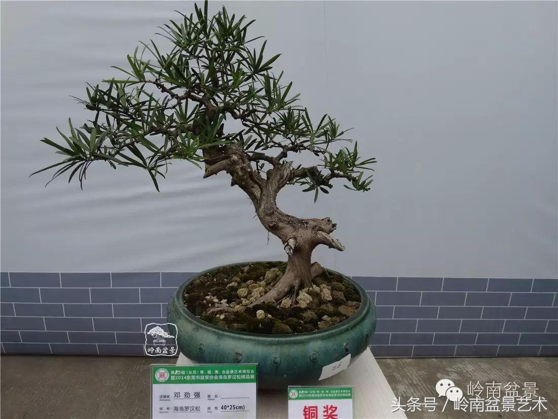 招财好运盆景,罗汉松开运招财