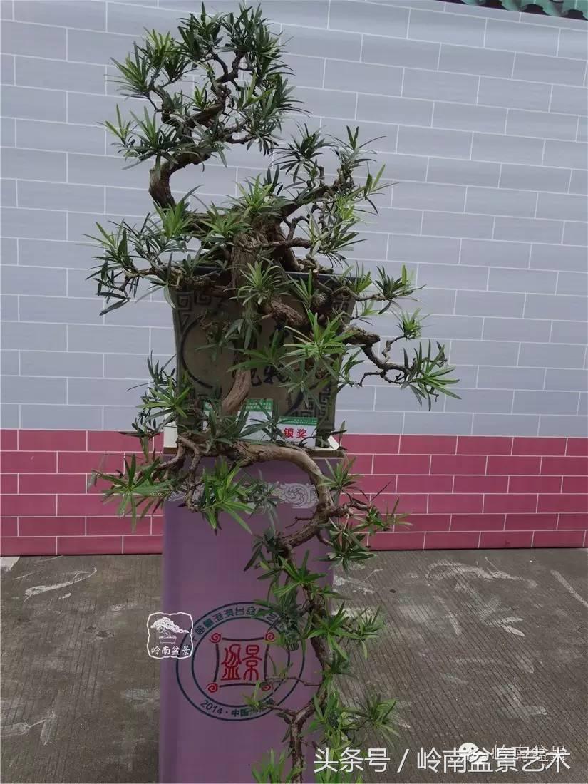 招财好运盆景,罗汉松开运招财