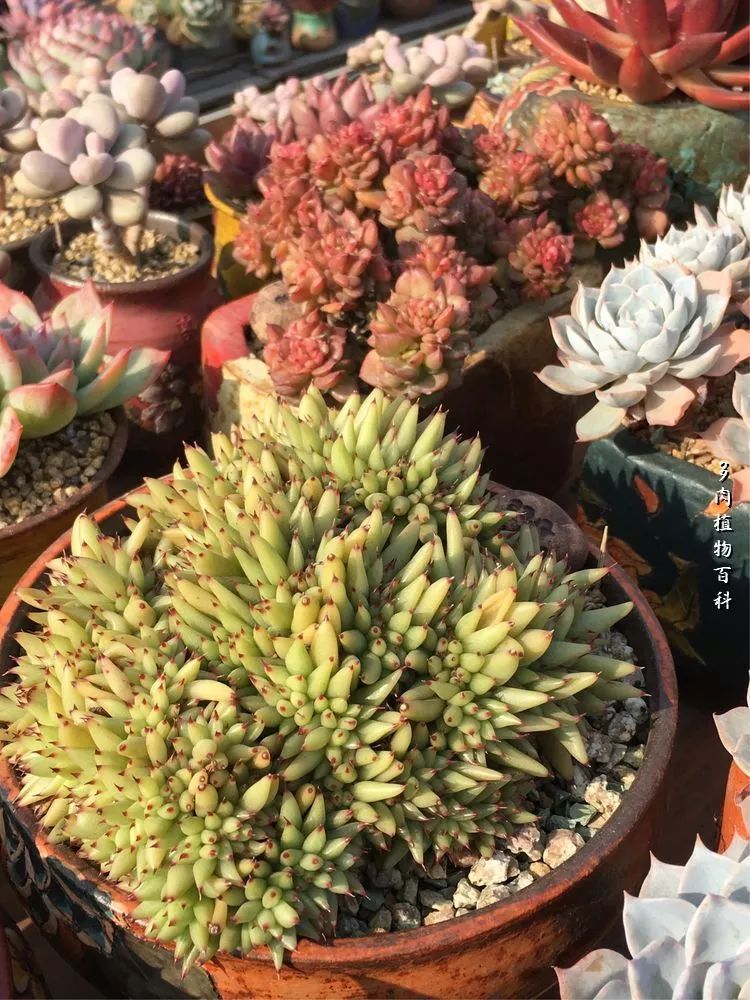 视觉盛宴美不胜收美图,视觉盛宴每个画面都美极了