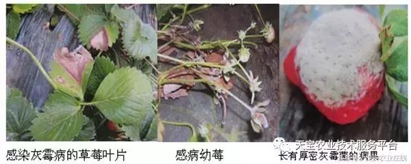 草莓灰霉病图谱及防治,黄皮果灰霉病图谱