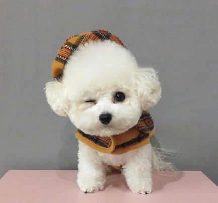 三个月比熊乱撒尿怎么办,3个月比熊到处拉屎